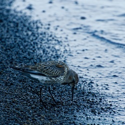 Animaux